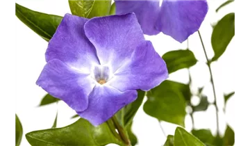 Gartenbaumschule Becker