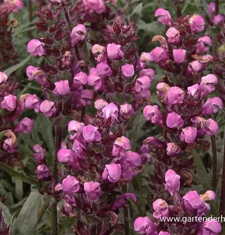 Prunella grandiflora 'Pink Loveliness'