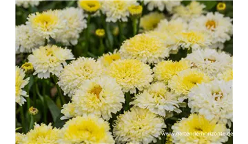 Gartenbaumschule Becker