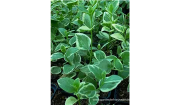 Gartenbaumschule Becker