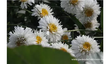 Gartenbaumschule Becker