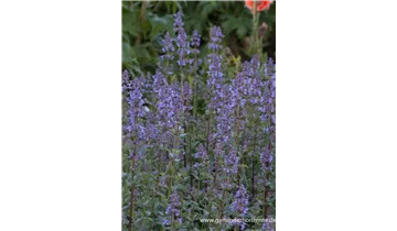 Gartenbaumschule Becker
