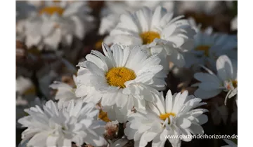 Gartenbaumschule Becker