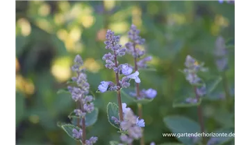 Gartenbaumschule Becker