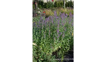 Gartenbaumschule Becker