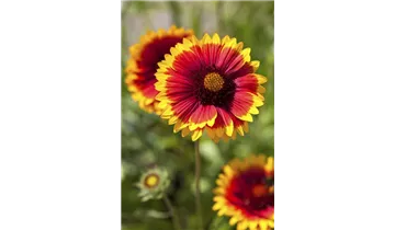 Gartenbaumschule Becker