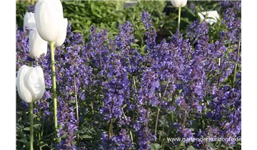 Gartenbaumschule Becker