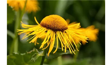 Gartenbaumschule Becker