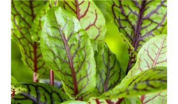 Gartenbaumschule Becker