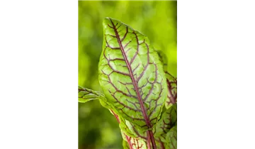 Gartenbaumschule Becker