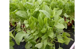 Gartenbaumschule Becker