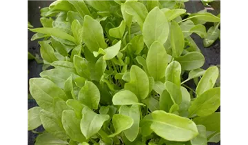 Gartenbaumschule Becker