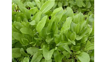 Gartenbaumschule Becker