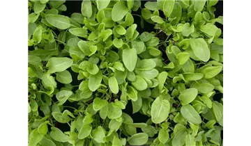 Gartenbaumschule Becker