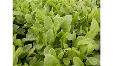 Gartenbaumschule Becker