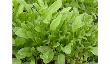 Gartenbaumschule Becker