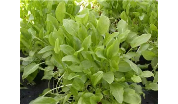 Gartenbaumschule Becker