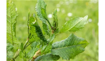Gartenbaumschule Becker