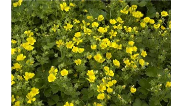 Gartenbaumschule Becker