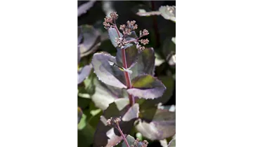 Gartenbaumschule Becker