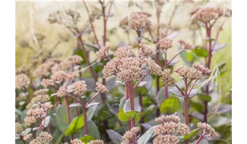 Gartenbaumschule Becker