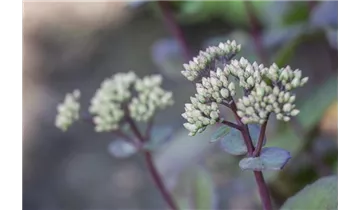 Gartenbaumschule Becker