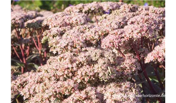 Gartenbaumschule Becker