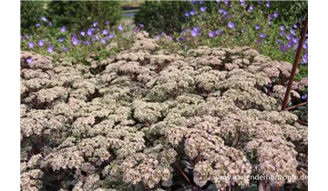 Gartenbaumschule Becker
