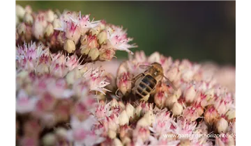 Gartenbaumschule Becker