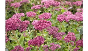 Gartenbaumschule Becker