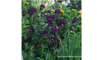 Gartenbaumschule Becker
