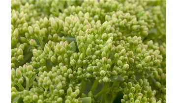 Gartenbaumschule Becker