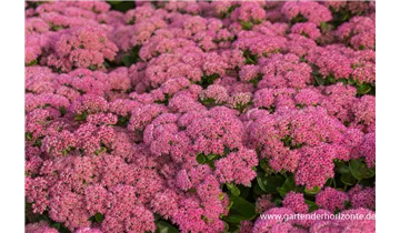 Gartenbaumschule Becker