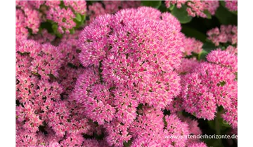 Gartenbaumschule Becker