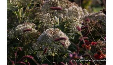 Gartenbaumschule Becker