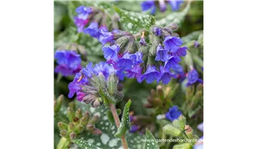 Gartenbaumschule Becker