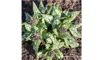 Gartenbaumschule Becker