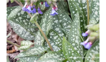 Gartenbaumschule Becker