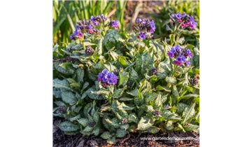 Gartenbaumschule Becker