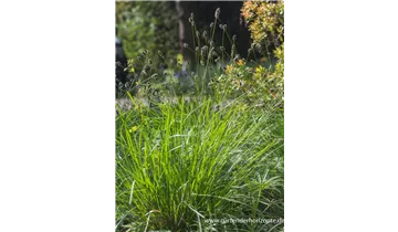 Gartenbaumschule Becker