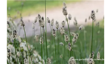 Gartenbaumschule Becker