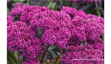 Gartenbaumschule Becker