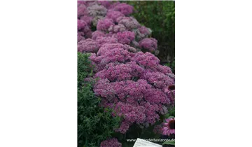 Gartenbaumschule Becker