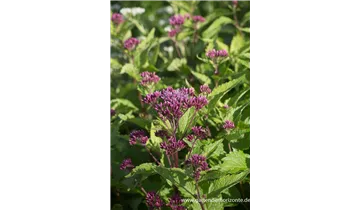 Gartenbaumschule Becker