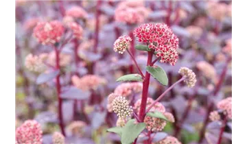 Gartenbaumschule Becker