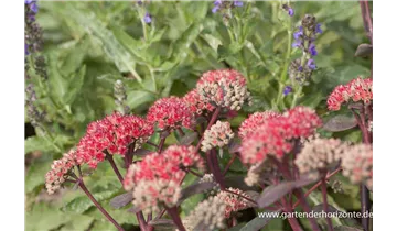 Gartenbaumschule Becker