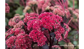 Gartenbaumschule Becker