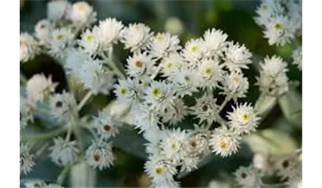 Gartenbaumschule Becker