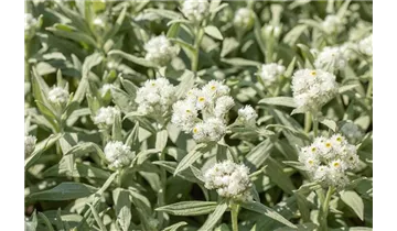 Gartenbaumschule Becker