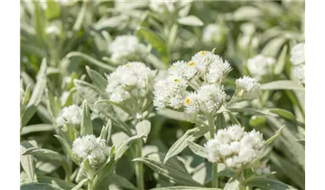 Gartenbaumschule Becker